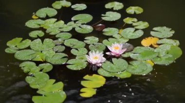 Bahçedeki güzel, taze çiçekler