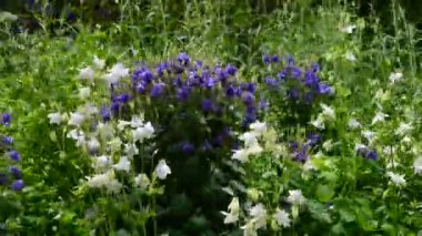 Bahçedeki güzel, taze çiçekler