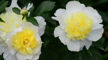 Bahçedeki güzel, taze çiçekler