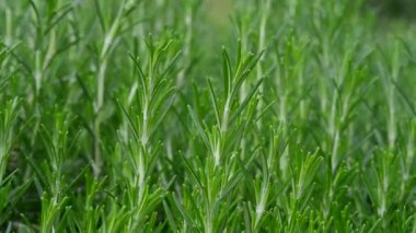 Bahçedeki güzel, taze çiçekler