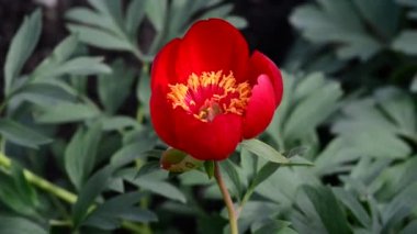 Bahçedeki güzel, taze çiçekler