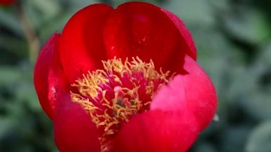 Bahçedeki güzel, taze çiçekler