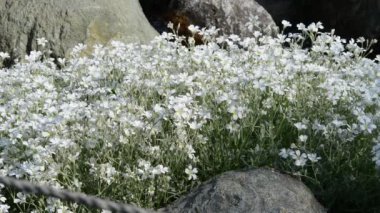 Bahçedeki güzel, taze çiçekler