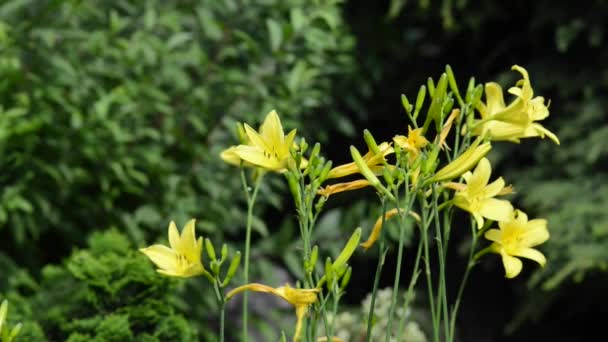 Bellissimi Fiori Freschi Giardino — Video Stock