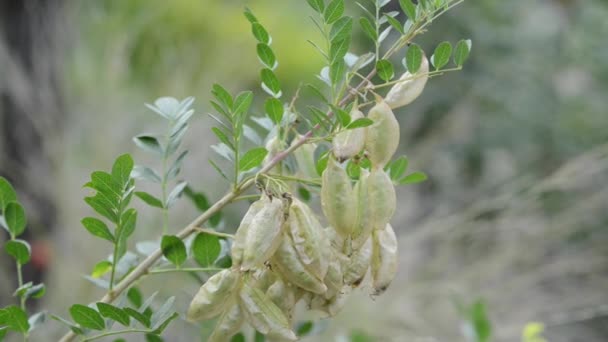 Belles Fleurs Fraîches Dans Jardin — Video