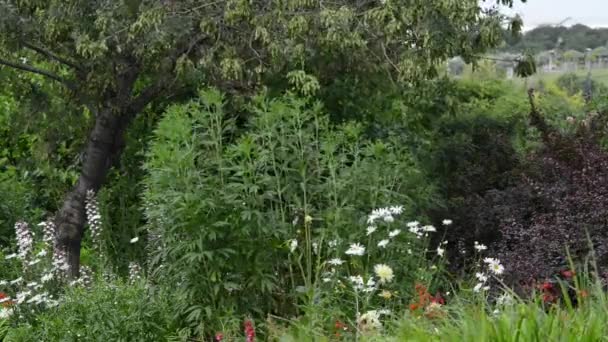 Beautiful, fresh flowers in the garden — Stock Footage Beautiful Fresh Flowers Garden Royalty Free Stock Footage
