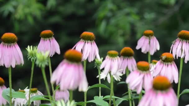 花园里美丽的鲜花 — 图库视频影像