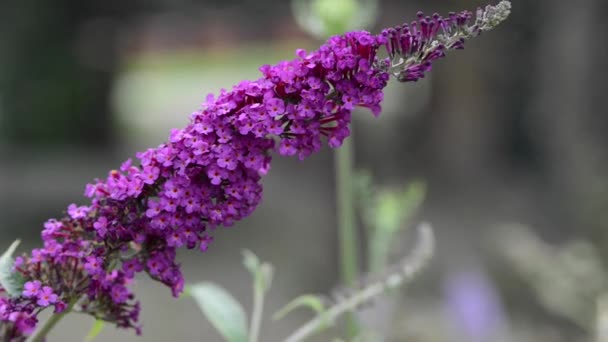 Mooie Frisse Bloemen Tuin — Stockvideo