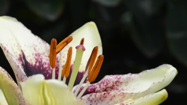 Όμορφα Φρέσκα Λουλούδια Στον Κήπο — Αρχείο Βίντεο