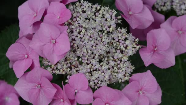 Hermosas Flores Frescas Jardín — Vídeos de Stock