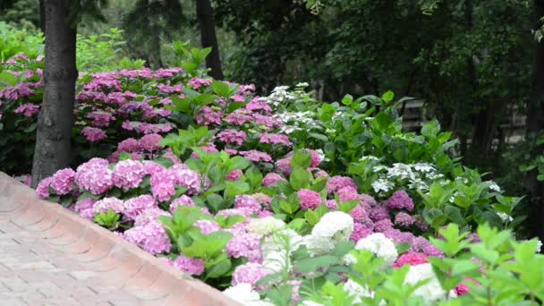 Hermosas Flores Frescas Jardín — Vídeos de Stock