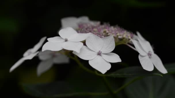 Hermosas Flores Frescas Jardín — Vídeo de stock