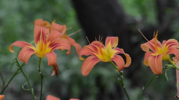 Όμορφα Φρέσκα Λουλούδια Στον Κήπο — Αρχείο Βίντεο