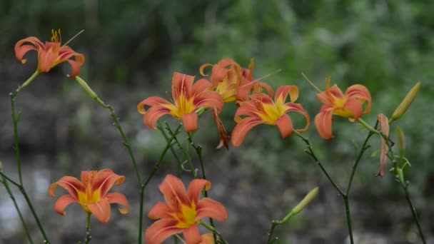 Hermosas Flores Frescas Jardín — Vídeos de Stock