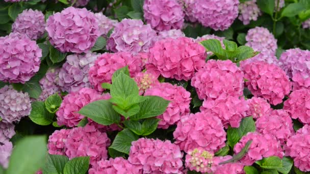 Hermosas Flores Frescas Jardín — Vídeo de stock