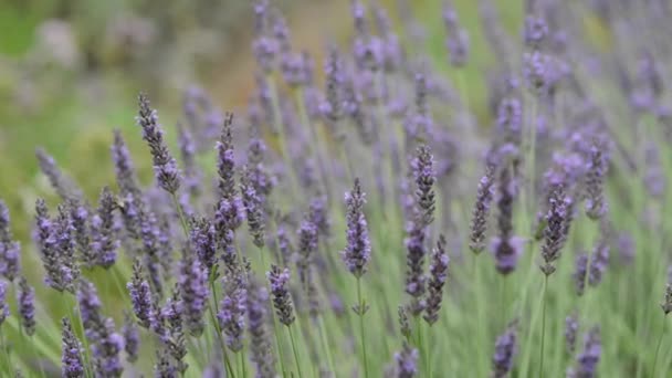 Belles Fleurs Fraîches Dans Jardin — Video