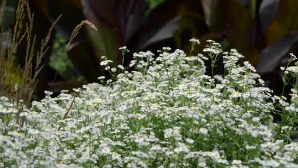 Hermosas Flores Frescas Jardín — Vídeos de Stock