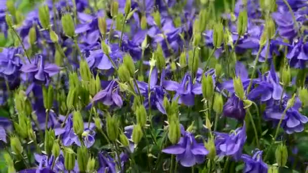 Vackra Färska Blommor Trädgården — Stockvideo