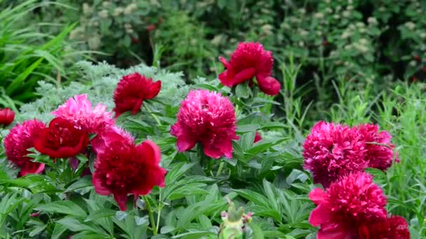 Hermosas Flores Frescas Jardín — Vídeo de stock