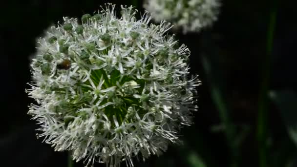 Vackra Färska Blommor Trädgården — Stockvideo