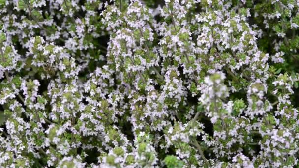 Belles Fleurs Fraîches Dans Jardin — Video