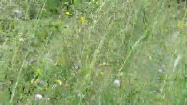 Belles Fleurs Fraîches Dans Jardin — Video