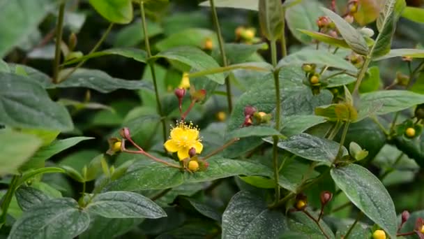 Belles Fleurs Fraîches Dans Jardin — Video