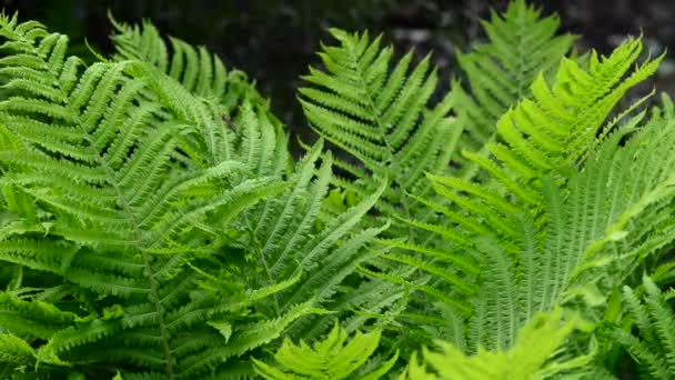 Bellissimi Fiori Freschi Giardino — Video Stock