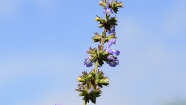 Belles Fleurs Fraîches Dans Jardin — Video