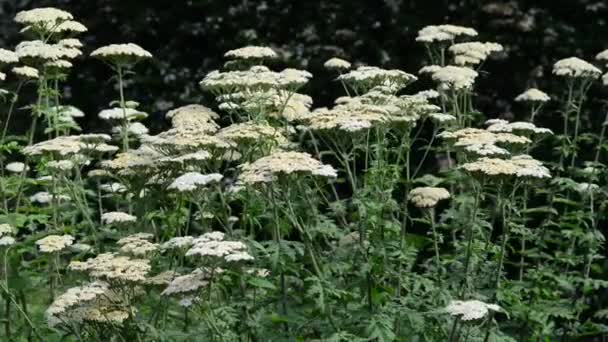 Hermosas Flores Frescas Jardín — Vídeo de stock