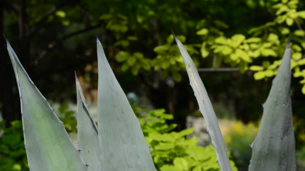 Belles Fleurs Fraîches Dans Jardin — Video