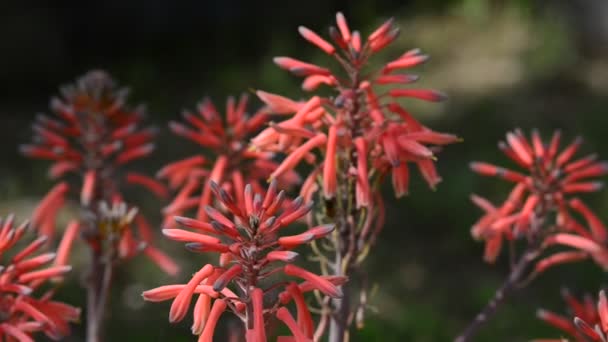 Lindas Flores Frescas Jardim — Vídeo de Stock