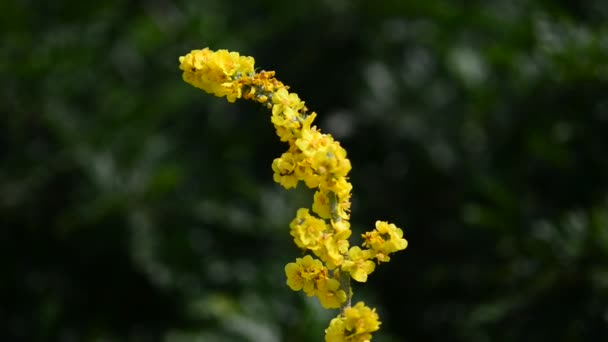 Lindas Flores Frescas Jardim — Vídeo de Stock