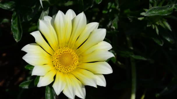 Hermosas Flores Frescas Jardín — Vídeo de stock