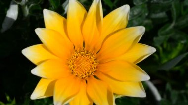 Bahçedeki güzel, taze çiçekler