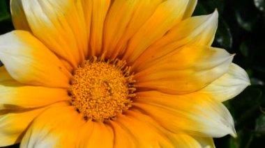 Bahçedeki güzel, taze çiçekler