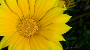 Bahçedeki güzel, taze çiçekler