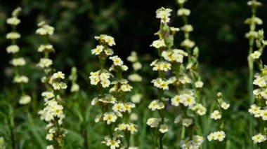 Bahçedeki güzel, taze çiçekler