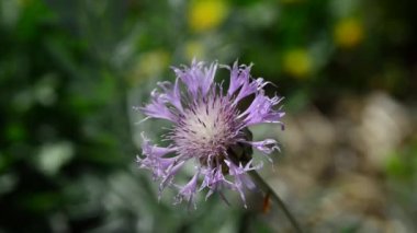 Bahçedeki güzel, taze çiçekler