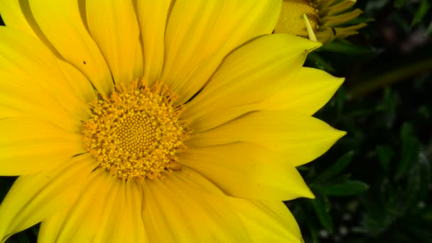 Belles Fleurs Fraîches Dans Jardin — Video