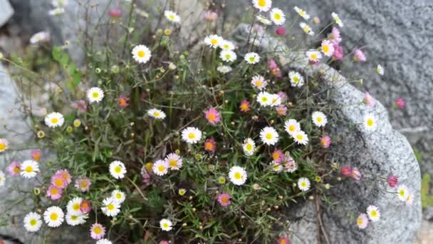 Hermosas Flores Frescas Jardín — Vídeos de Stock