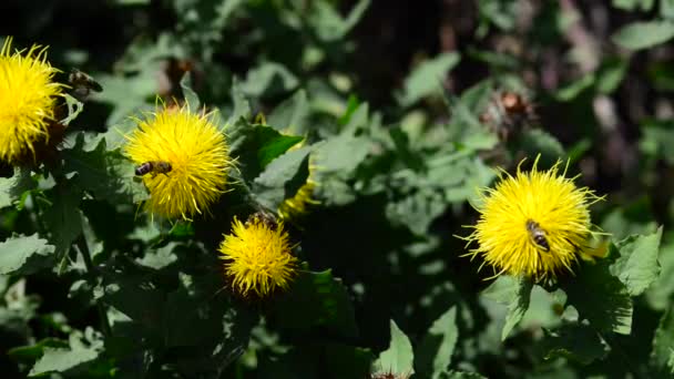 Hermosas Flores Frescas Jardín — Vídeos de Stock