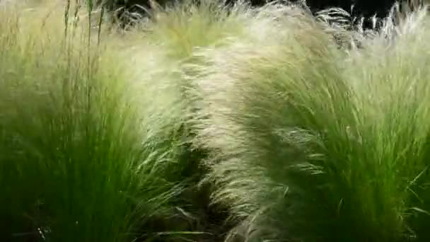 Beautiful, fresh flowers in the garden — Stock Footage Beautiful Fresh Flowers Garden Royalty Free Stock Video