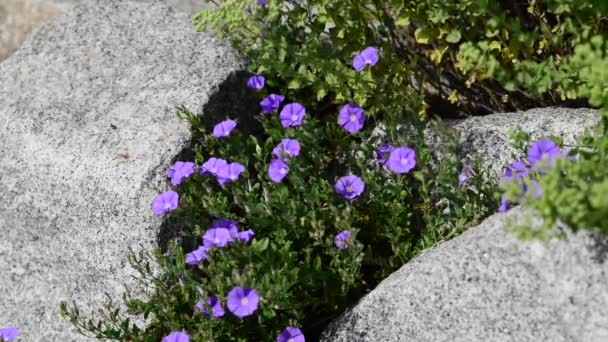 Hermosas Flores Frescas Jardín — Vídeo de stock