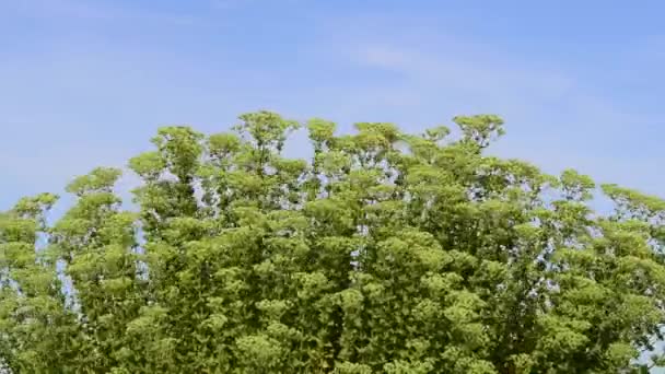 Mooie Frisse Bloemen Tuin — Stockvideo