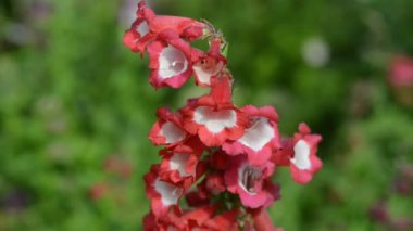 Bahçedeki güzel, taze çiçekler