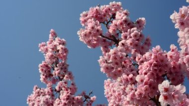 Bahçedeki güzel, taze çiçekler