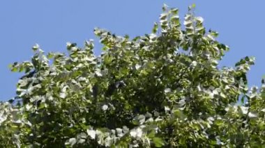 Bahçedeki güzel, taze çiçekler