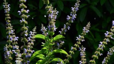 Bahçedeki güzel, taze çiçekler