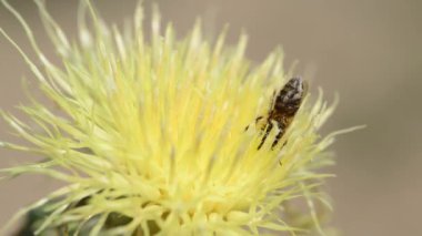 Bahçedeki güzel, taze çiçekler
